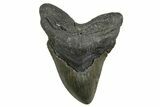 Serrated, Fossil Megalodon Tooth - North Carolina #340840-1